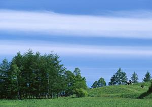 メディアで注目されている樹木葬とは